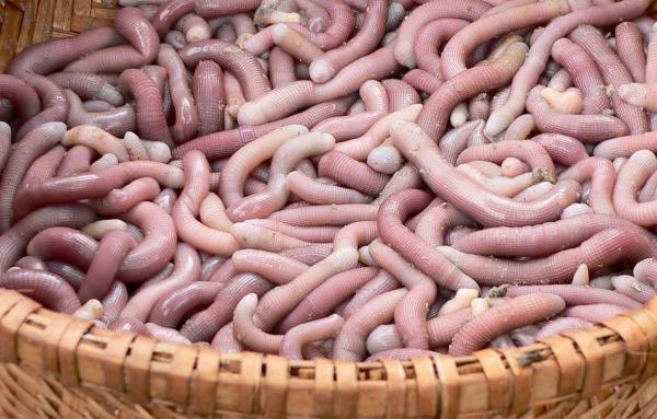 Sá sùng tươi chưa sơ chế