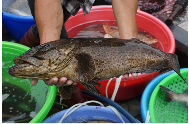 Cá song nuôi (cá nuôi ở biển)