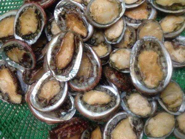 Bào ngư bắt biển tươi sống