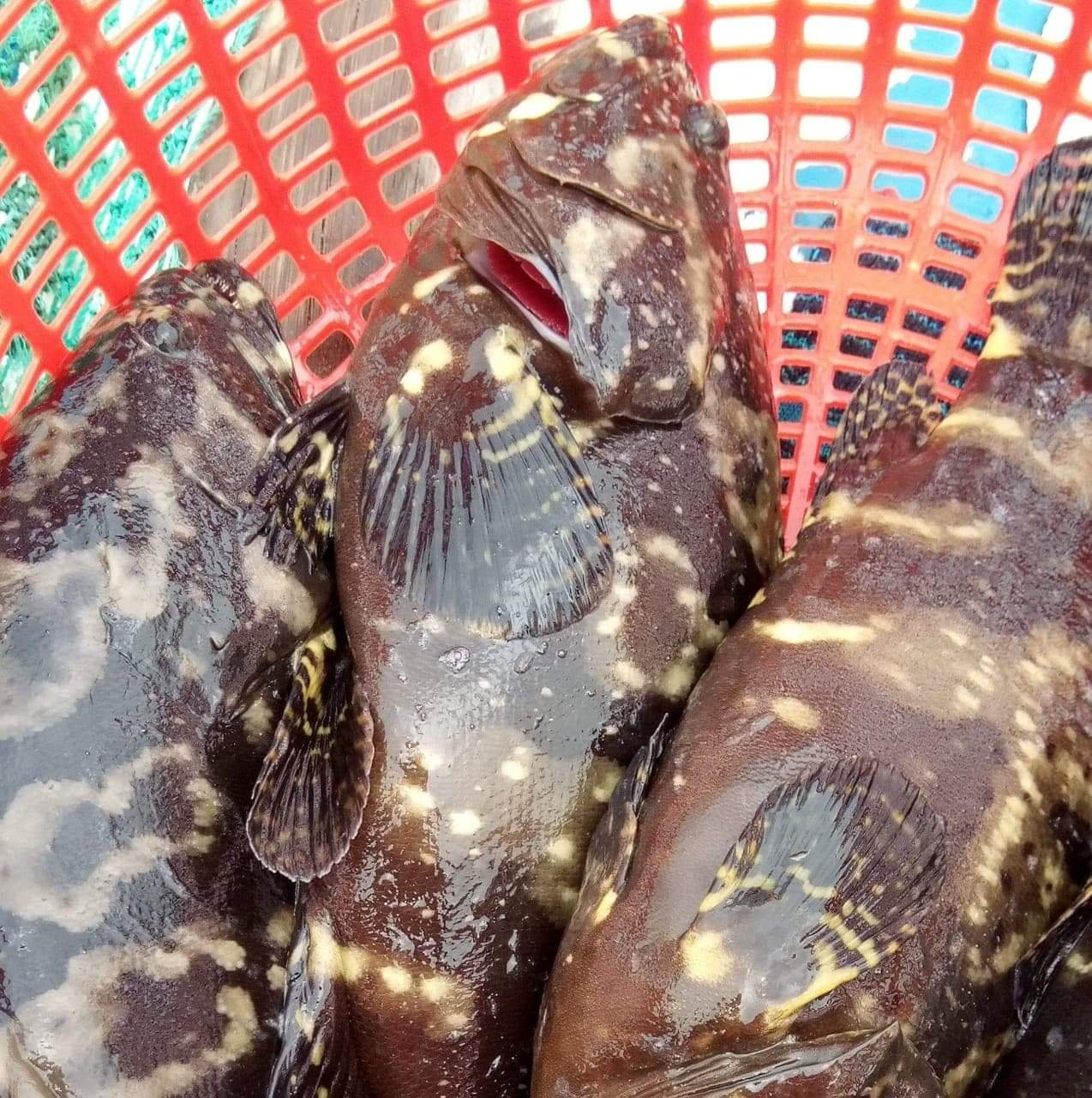 Cá song biển (loại sống tự nhiên ở biển)