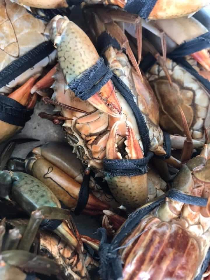 Cua gạch không dây