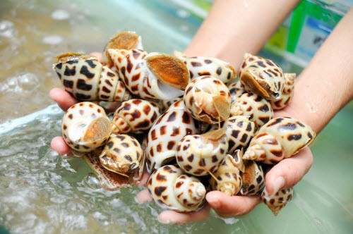 Ốc hương nuôi tại biển