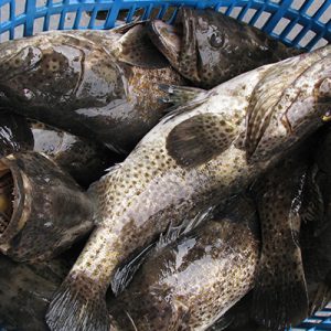 Cá song nuôi (cá nuôi tại đầm)