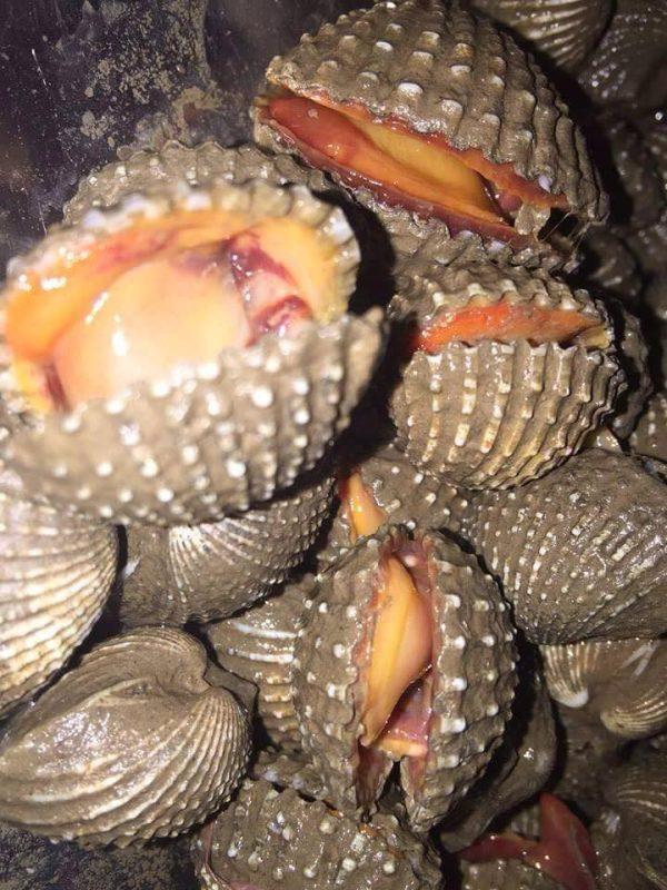 Sò huyết