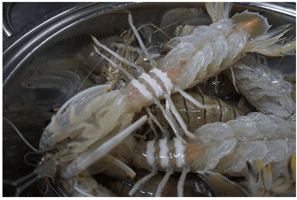 Bề Bề ngon loại 1