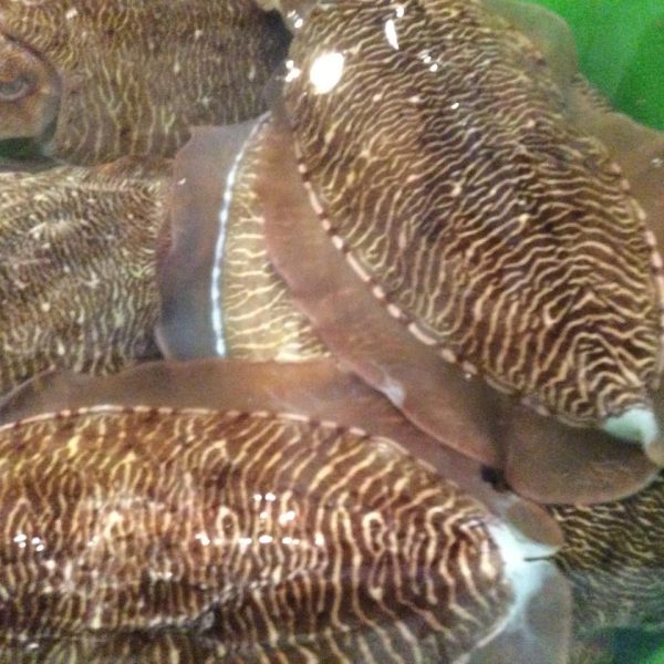 mực mai sống