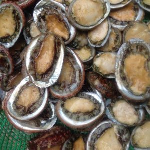 Bào ngư bắt biển tươi sống