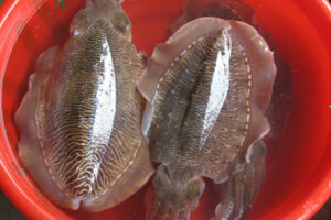 Lựa chọn con mực nang tươi ngon, dày thịt