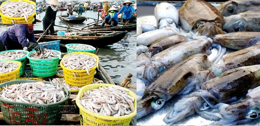 Biển Quảng Ninh có nhiều loại mực tươi ngon