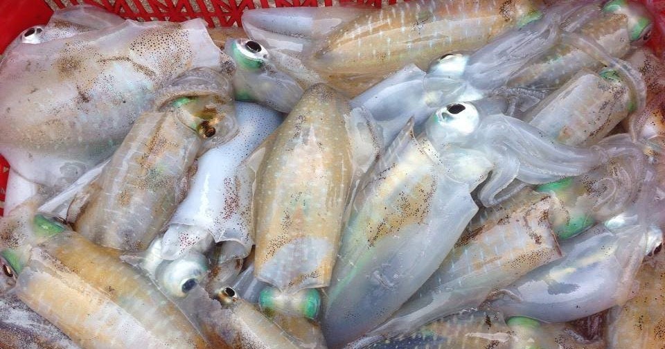 Mực lá thường được chế biến thành mực khô và mực một nắng