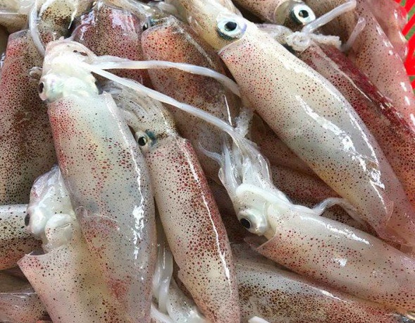 Mực ống khá phổ biến, được chế biến thành nhiều món ăn