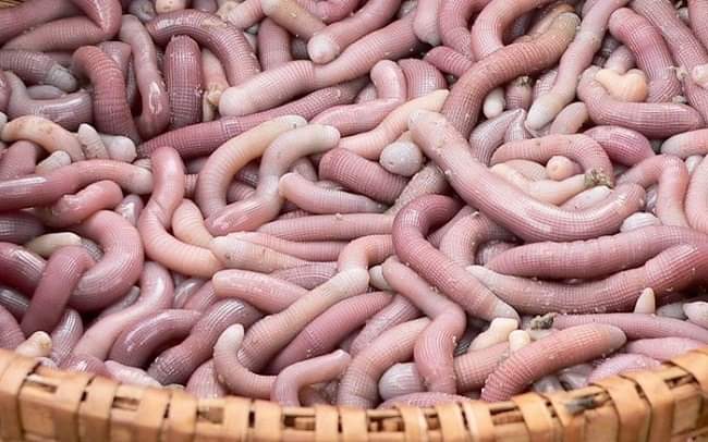 Sá sùng được coi là "vàng ròng" vì rất tốt cho sức khỏe