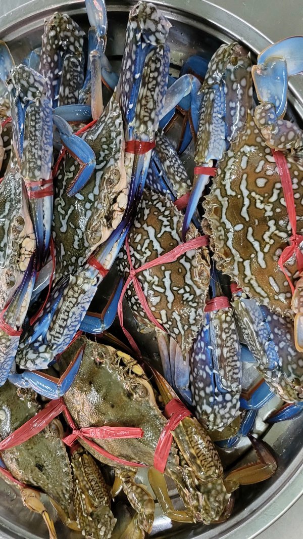 Ghẹ biển - Hình ảnh 3