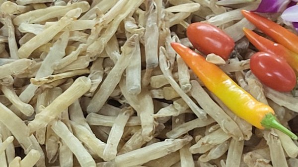 Sá sùng đảo Quan Lạn - Hình ảnh 2