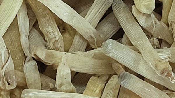 Sá sùng đảo Quan Lạn - Hình ảnh 3