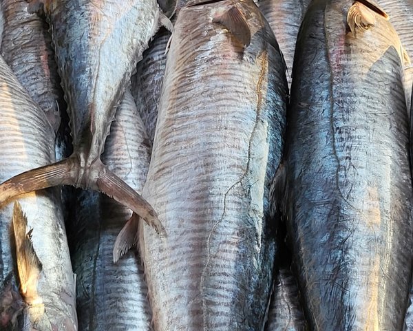 Cá thu một nắng - Loại 2 - Hình ảnh 2