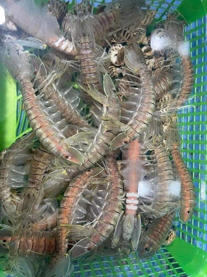 Bề bề - Hình ảnh 3