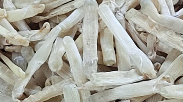 Sá sùng đảo Quan Lạn - Hình ảnh 4