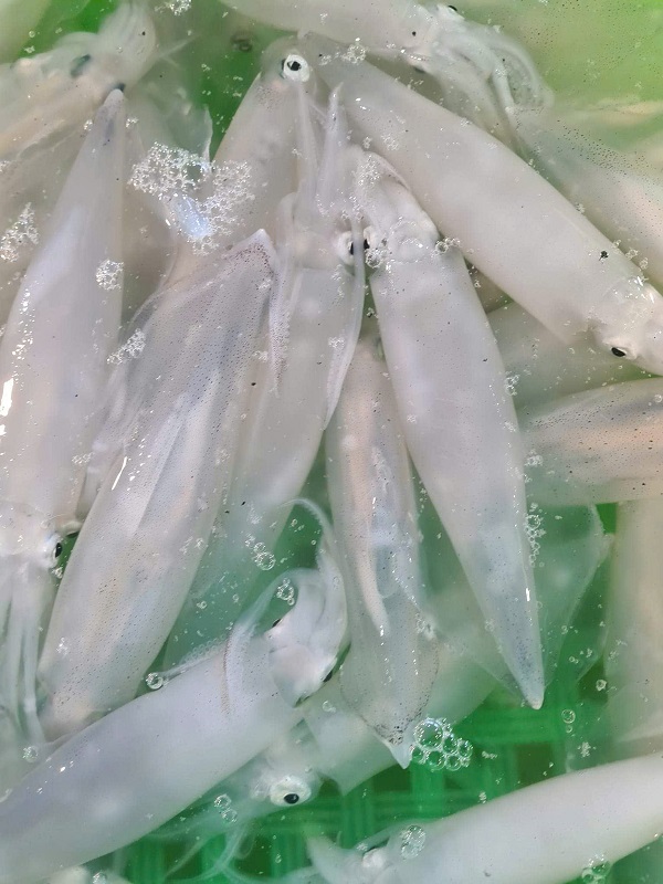 Mực ống - Hình ảnh 2