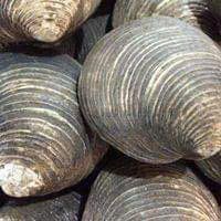 Ngán biển Hạ Long - Hình ảnh 4