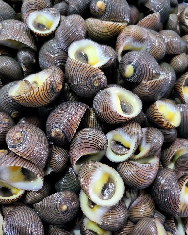 ỐC đĩa - Hình ảnh 2