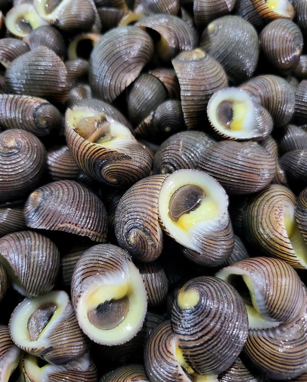 ỐC đĩa