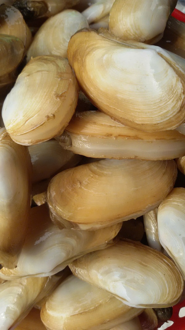Tu hài biển