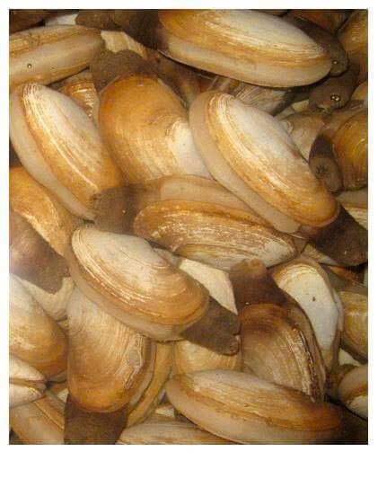 Tu hài biển - Hình ảnh 3